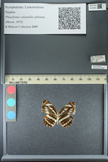 Media type: image;   Entomology 185060